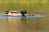 Image. Mallard