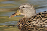 Image. Mallard