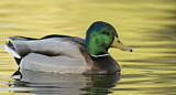 Image. Mallard