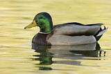 Image. Mallard