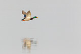 Image. Mallard