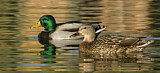 Image. Mallard