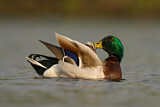 Image. Mallard