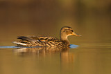 Image. Mallard