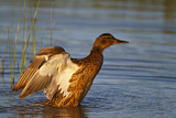 Image. Mallard