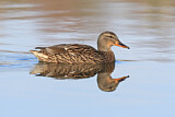 Image. Mallard