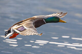 Image. Mallard