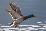 Image. Mallard