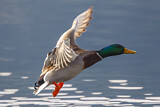 Image. Mallard