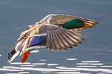 Image. Mallard