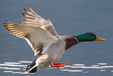 Image. Mallard