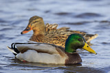Image. Mallard