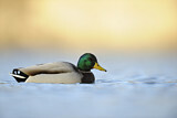 Image. Mallard