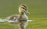 Image. Mallard