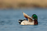 Image. Mallard