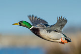 Image. Mallard