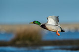 Image. Mallard