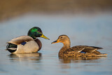Image. Mallard