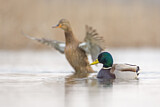 Image. Mallard