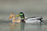 Image. Mallard