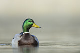 Image. Mallard