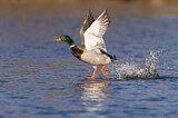 Image. Mallard