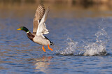 Image. Mallard