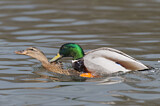 Image. Mallard