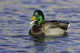 Image. Mallard