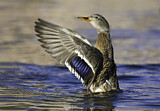 Image. Mallard
