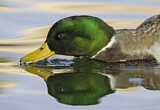 Image. Mallard
