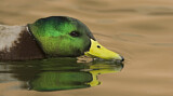 Image. Mallard