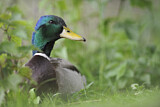 Image. Mallard