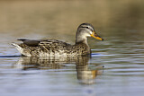 Image. Mallard
