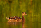 Image. Mallard
