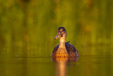 Image. Mallard