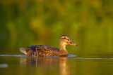 Image. Mallard