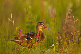 Image. Mallard