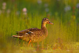 Image. Mallard