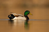 Image. Mallard