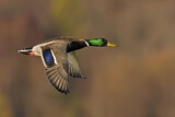 Image. Mallard