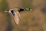 Image. Mallard