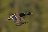 Image. Mallard