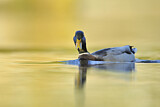 Image. Mallard