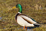 Image. Mallard
