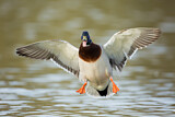 Image. Mallard