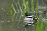 Image. Mallard