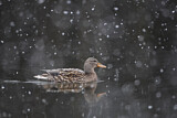 Image. Mallard