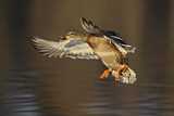 Image. Mallard