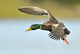 Image. Mallard